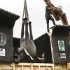 THE ELEPHANT INVASION:  How a historic elephant translocation unleashed death, hunger, and heartbreak among Kasungu villagers